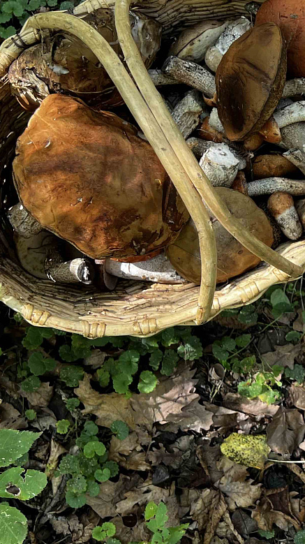 Сбор грибов