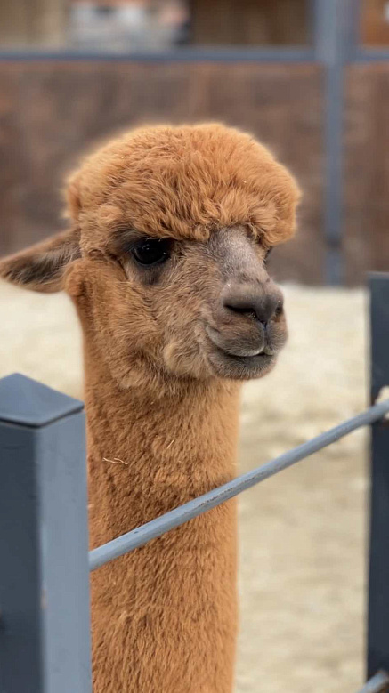 Экоферма альпак